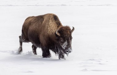 Yellowstone Ulusal Parkı Wyoming 'de kışın bizon.