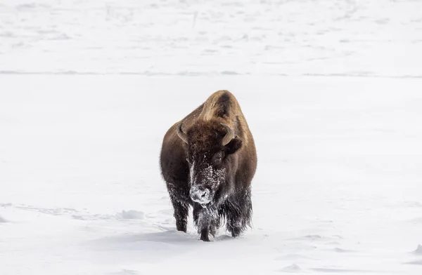 Bison Dans Parc National Yellowstone Wyoming Hiver — Photo