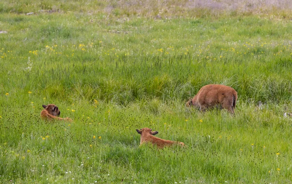 Veau Bison Été Dans Parc National Yellowstone Wyoming — Photo