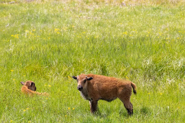 Létě Yellowstonském Národním Parku Wyoming — Stock fotografie