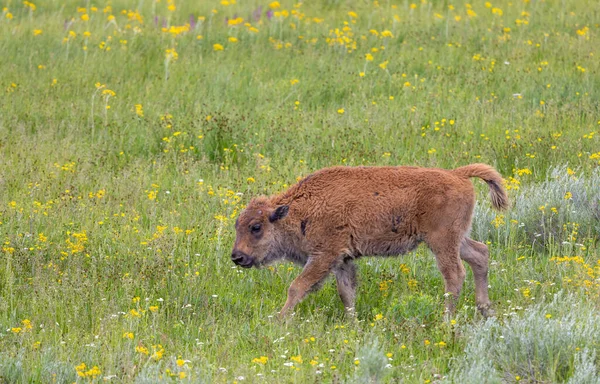 Létě Yellowstonském Národním Parku Wyoming — Stock fotografie