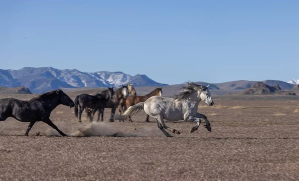 一对野马在犹他州沙漠中争斗 — 图库照片