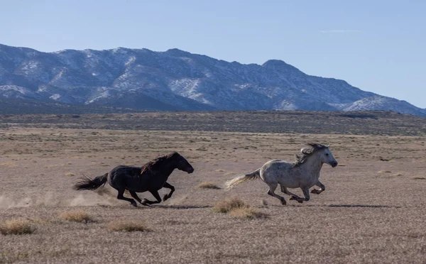 stock image a pair of wild horse stallions sparring in the Utah desert in spring