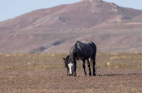 Cavalo Selvagem Égua Potro Deserto Utah Primavera — Fotografia de Stock