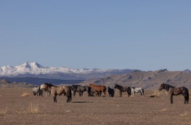 Utah çölünde ilkbaharda vahşi atlar