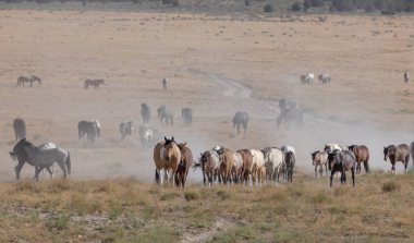 Utah Çölü'nde yaz aylarında vahşi atlar