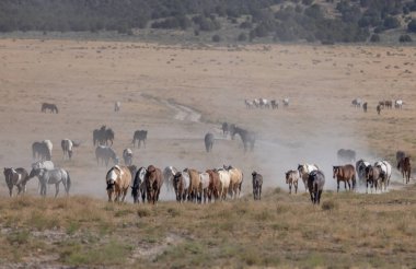 Utah Çölü'nde yaz aylarında vahşi atlar