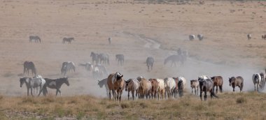 Utah Çölü'nde yaz aylarında vahşi atlar