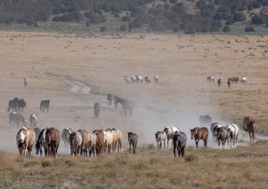Utah Çölü'nde yaz aylarında vahşi atlar