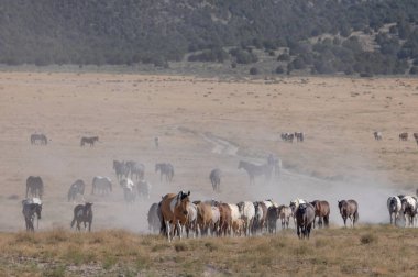 Utah Çölü'nde yaz aylarında vahşi atlar