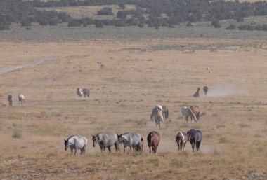 Utah Çölü'nde yaz aylarında vahşi atlar