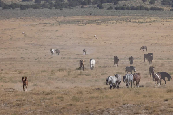 stock image wild horses in summer in the Utah desert