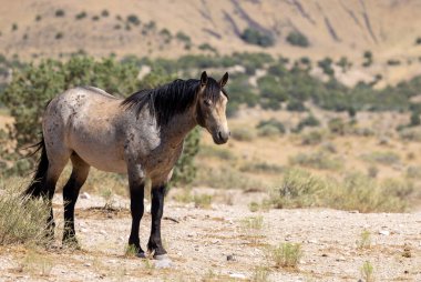 Yazın Utah çölünde güzel vahşi bir at.