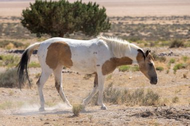 Yazın Utah çölünde güzel vahşi bir at.