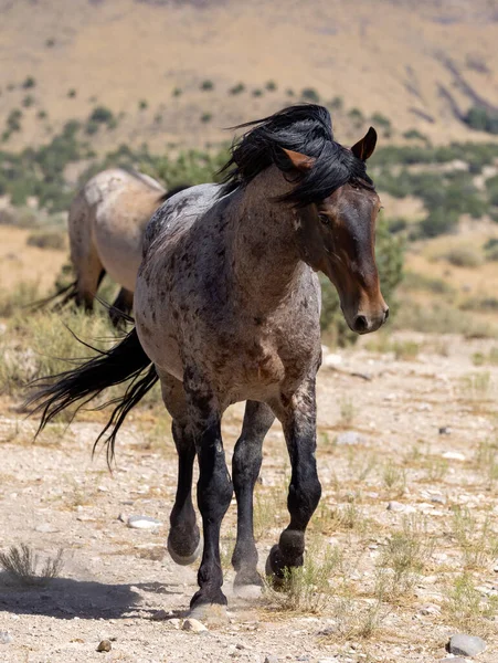 Belo Cavalo Selvagem Verão Deserto Utah — Fotografia de Stock