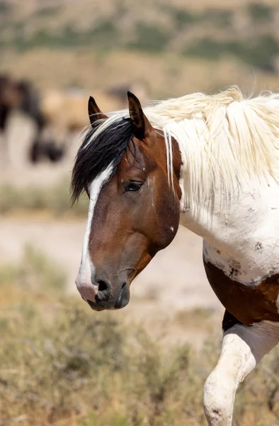 Vacker Vild Häst Sommaren Utah Öknen — Stockfoto