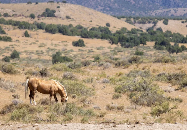 Piękny Dziki Koń Latem Pustyni Utah — Zdjęcie stockowe