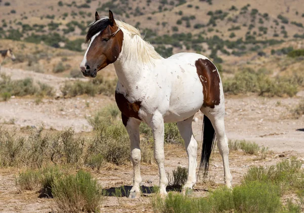 Beautiful Wild Horse Summer Utah Desert — Stock Photo, Image