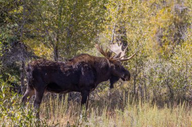 Sonbaharda Wyoming 'de monoton bir geyik.