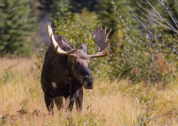 Bull Moose Rut Wyoming Autumn — Stock Photo, Image