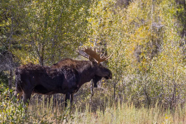 秋天怀俄明州的一只公麋鹿 — 图库照片