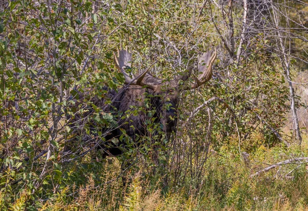 Alce Toro Durante Carreggiata Wyoming Autunno — Foto Stock