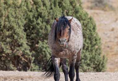 Yazın Utah çölünde görkemli vahşi bir at.