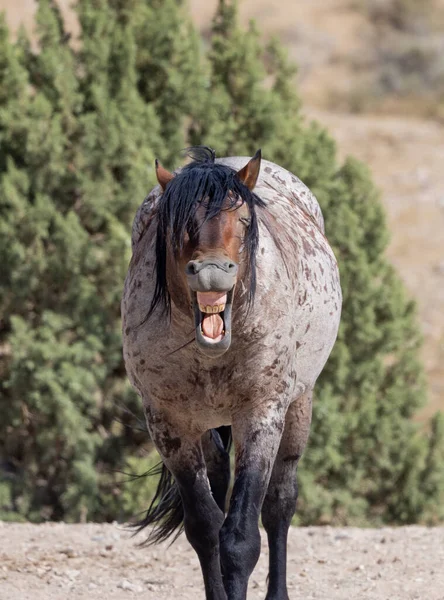 Majestatyczny Dziki Koń Latem Pustyni Utah — Zdjęcie stockowe