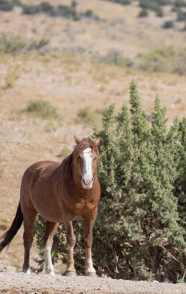 Majestoso Cavalo Selvagem Verão Deserto Utah — Fotografia de Stock