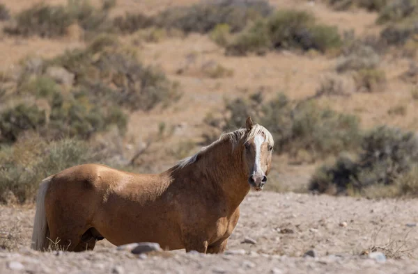 Maestoso Cavallo Selvatico Estate Nel Deserto Dello Utah — Foto Stock
