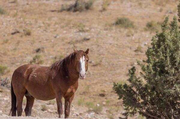 Ein Majestätisches Wildpferd Sommer Der Wüste Von Utah — Stockfoto