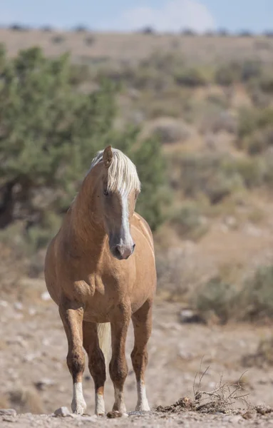 犹他州沙漠中的一匹雄伟的野马 — 图库照片