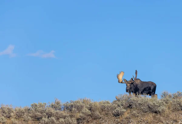 Tjur Älg Hösten Rut Wyoming — Stockfoto