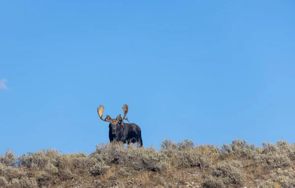 Bull Moose Fall Rut Wyoming — Stock Photo, Image