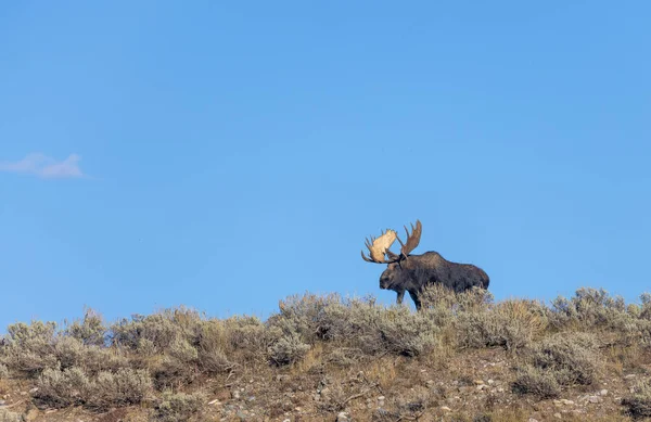 Tjur Älg Hösten Rut Wyoming — Stockfoto