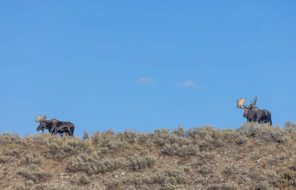Une Paire Orignaux Taureaux Pendant Ornière Automne Dans Wyoming — Photo