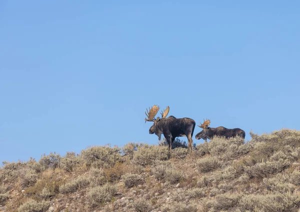 Par Alces Toro Durante Rutina Otoño Wyoming — Foto de Stock
