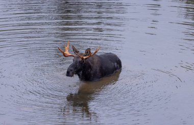 Sonbaharda Wyoming 'de gölette bir geyik.