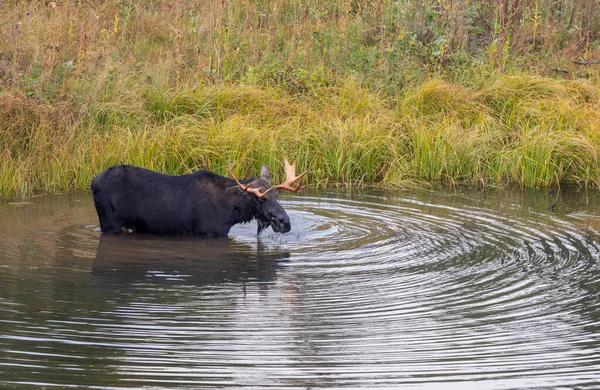 stock image a bull moose in a pond in Wyoming in autumn