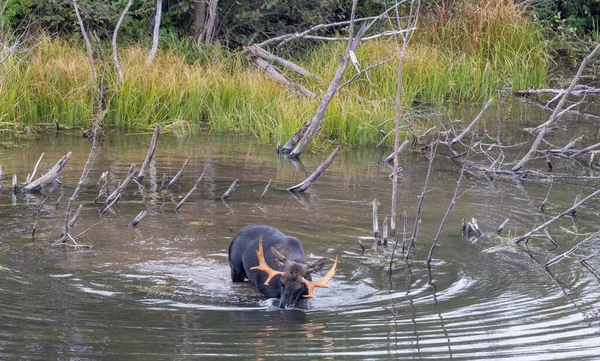 秋天在怀俄明州的一个池塘里一只公麋鹿 — 图库照片