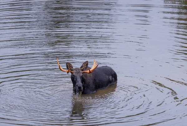 Bull Moose Pond Wyoming Autumn — Stock Photo, Image