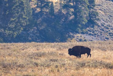 Auutmn 'daki Yellowstone Ulusal Parkı' ndaki bizon.
