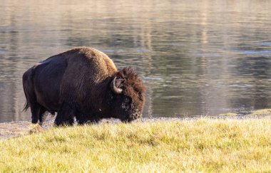 Auutmn 'daki Yellowstone Ulusal Parkı' ndaki bizon.