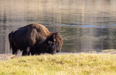 Auutmn 'daki Yellowstone Ulusal Parkı' ndaki bizon.