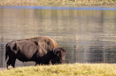 Auutmn 'daki Yellowstone Ulusal Parkı' ndaki bizon.
