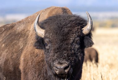 Grand Teton Ulusal Parkı 'nda sonbaharda bir bizon.