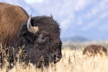 Grand Teton Ulusal Parkı 'nda sonbaharda bir bizon.
