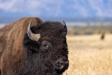 Grand Teton Ulusal Parkı 'nda sonbaharda bir bizon.