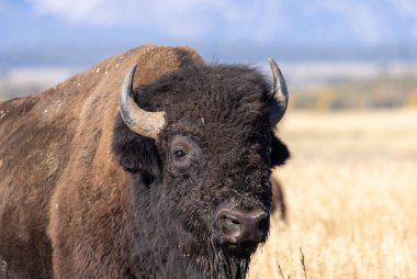 Grand Teton Ulusal Parkı 'nda sonbaharda bir bizon.