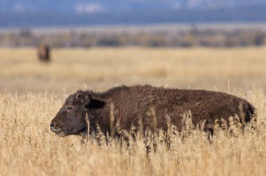 Grand Teton Ulusal Parkı 'nda sonbaharda bir bizon.